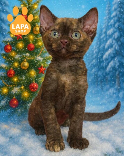 Devon Rex tortoiseshell kitty