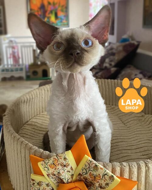 голубоглазый девон-рекс <br> <br> <br>