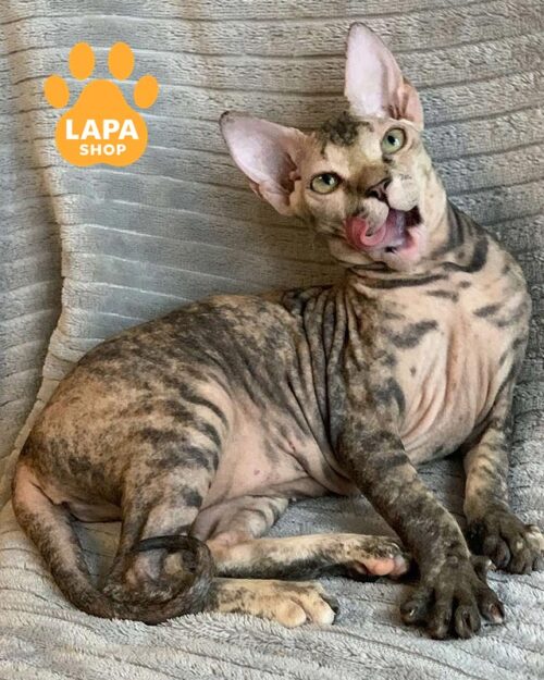 кошка донской сфинкс