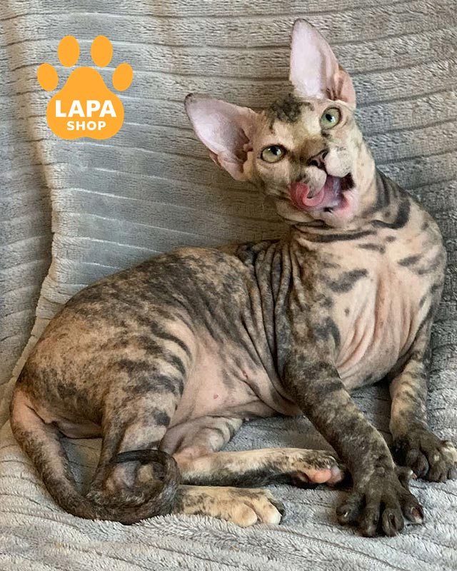 кошка донской сфинкс