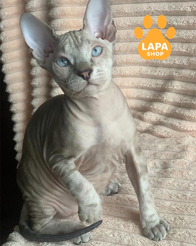 голубоглазая кошка породы донской сфинкс <br> <br> <br>