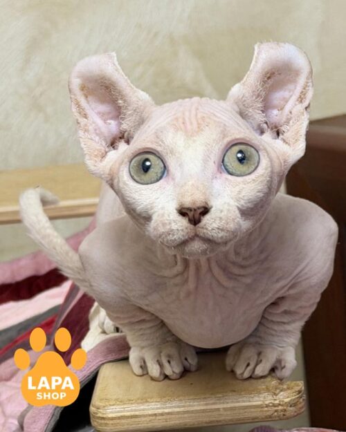 котик двельф