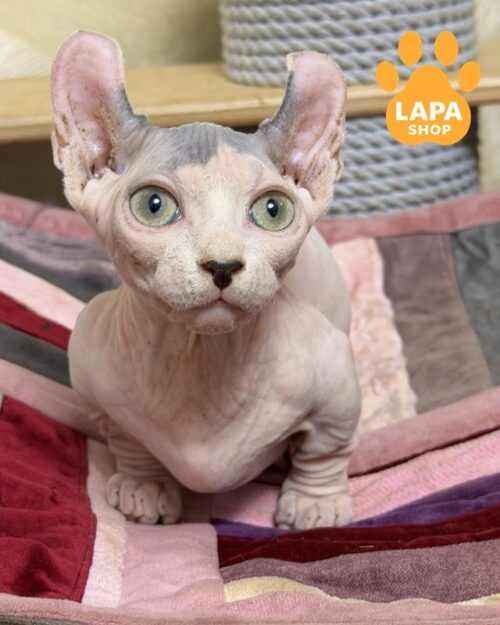 котик двельф