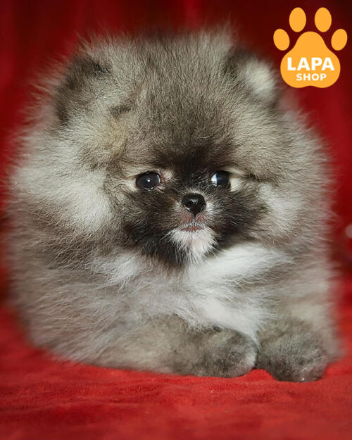 Pomeranian Spitz color cream sable