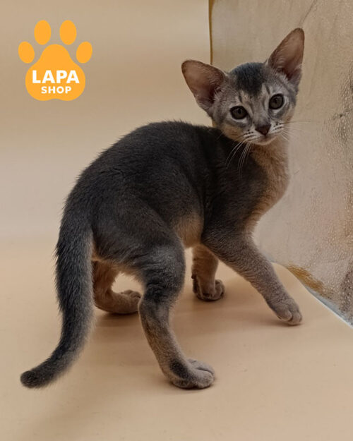 блакитна абісинська