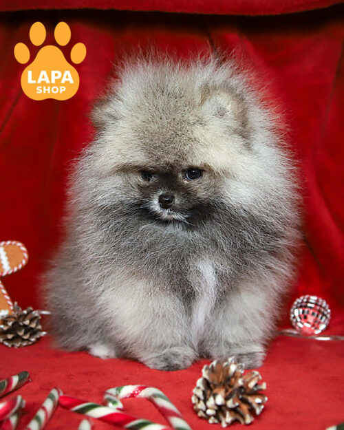 померанський шпіц забарвлення крем соболь
