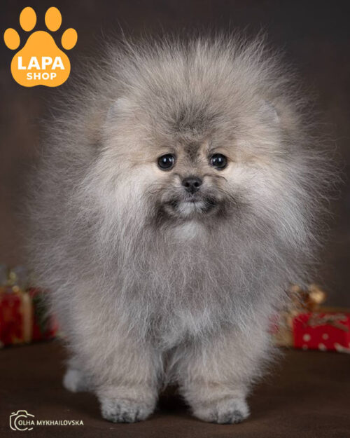  померанський шпіц забарелння крем соболь