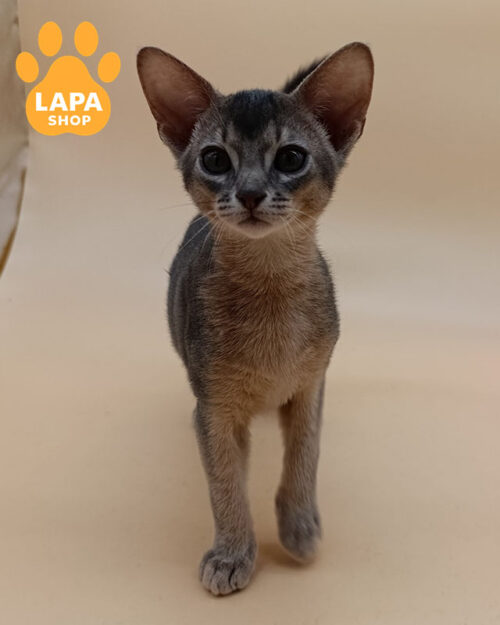 блакитна абісинська