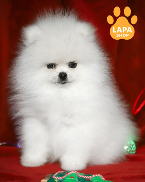 білий померанський шпіц