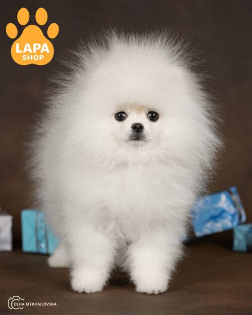 білий померанський шпіц
