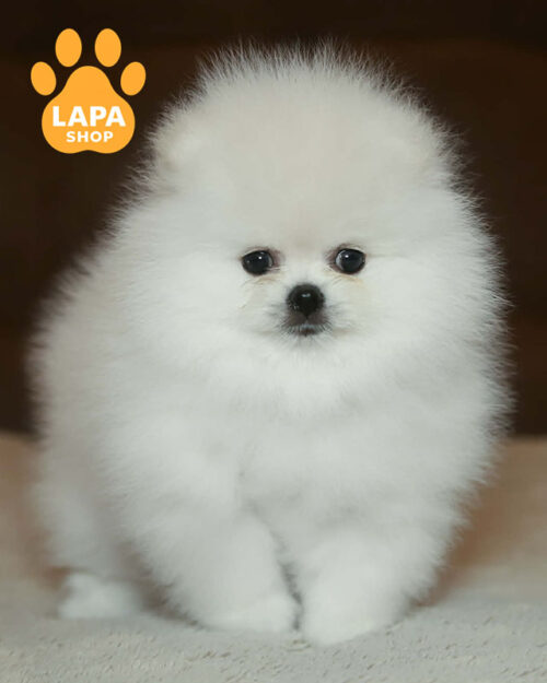 белый померанский шпиц