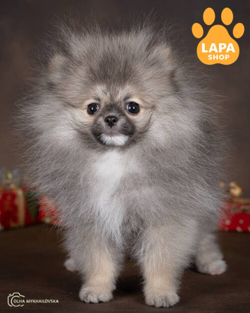 померанський шпіц забарвлення крем  соболь