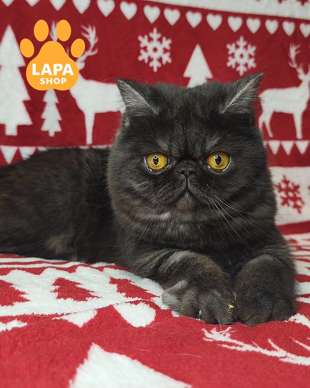 димний екзот