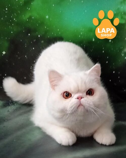 білий екзот