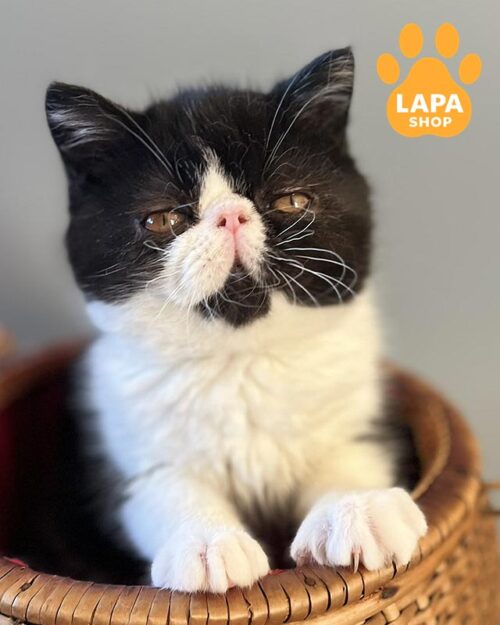 black and white Exotic kitty<br> <br> <br>