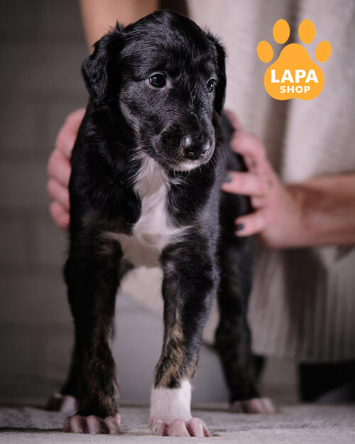 російський псовий хорт