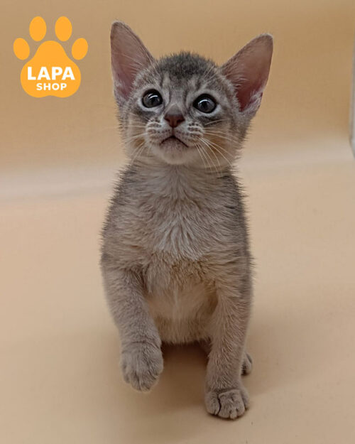 блакитна абісинська