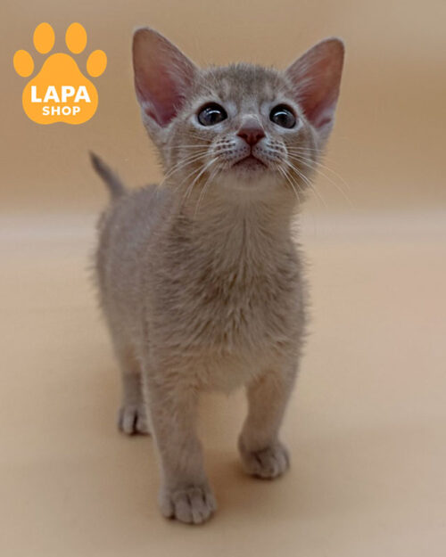 абісинська забарвлення фавн