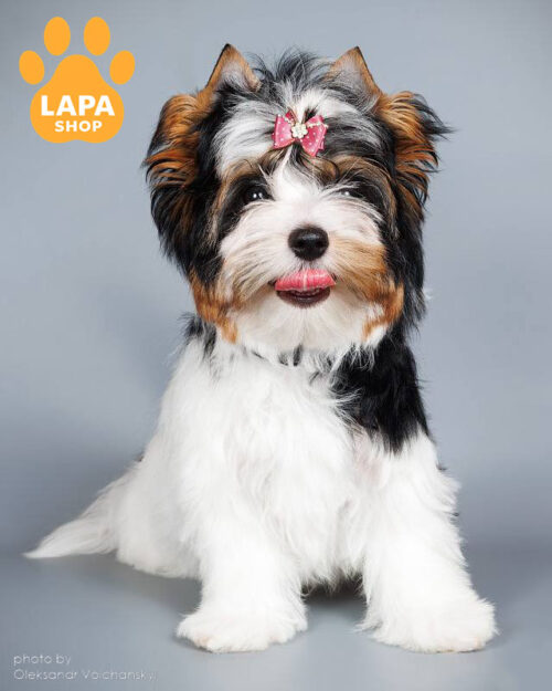 бівер йоркширський тер'єр