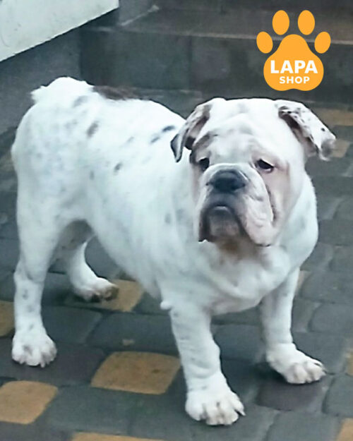 тигрово-белый английский бульдог