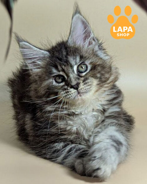 черепаховий сріблястий мейн-кун