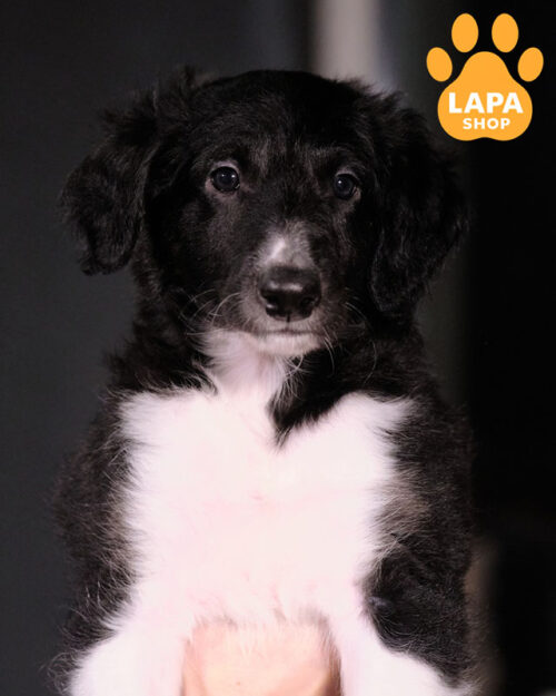 чорно-білий російський псовий хорт