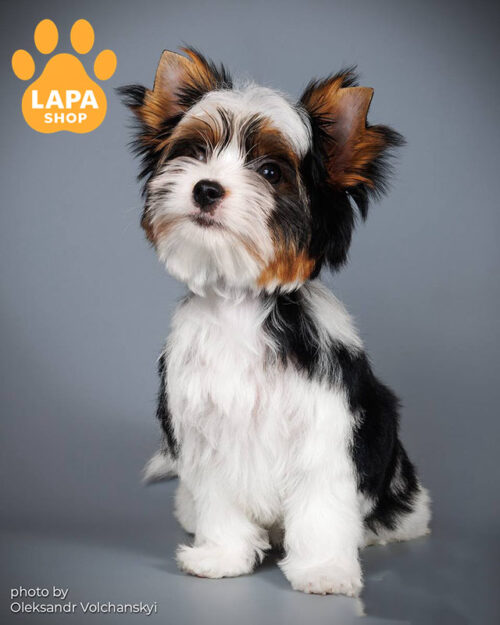 триколорний бівер йоркширський тер'єр