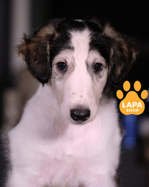 російський псовий хорт