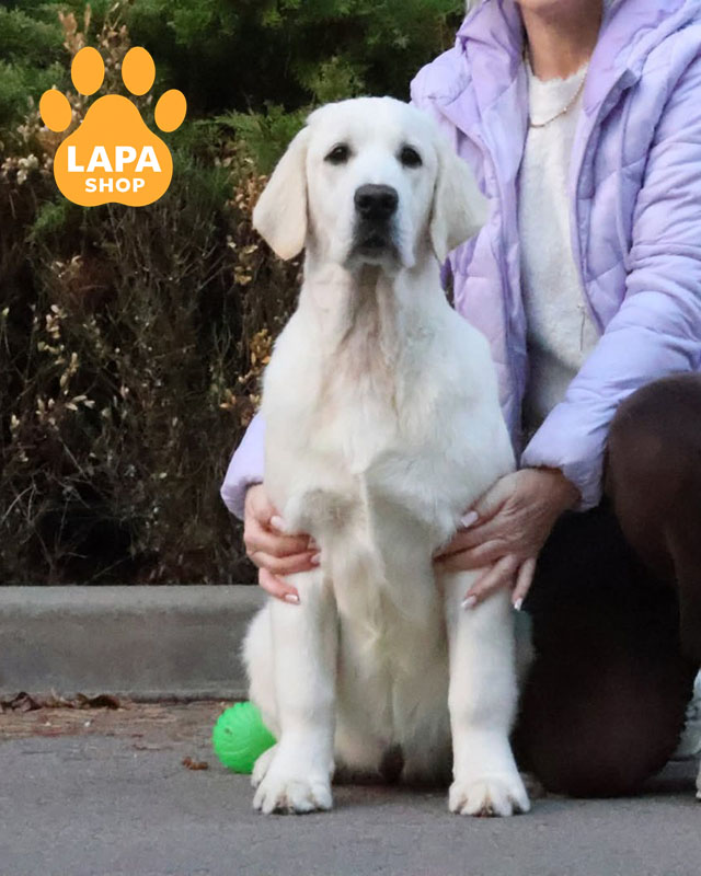 кремовый золотистый ретривер