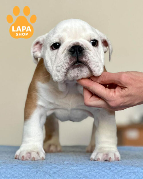 рыже-белый английский бульдог