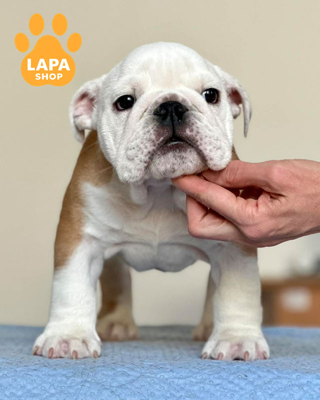 рыже-белый английский бульдог