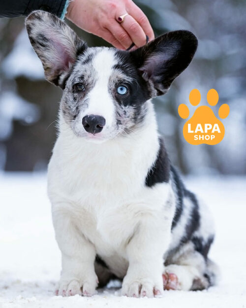 вельш коргі кардіган забарвлення блю мерле