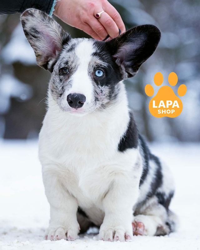 вельш коргі кардіган забарвлення блю мерле