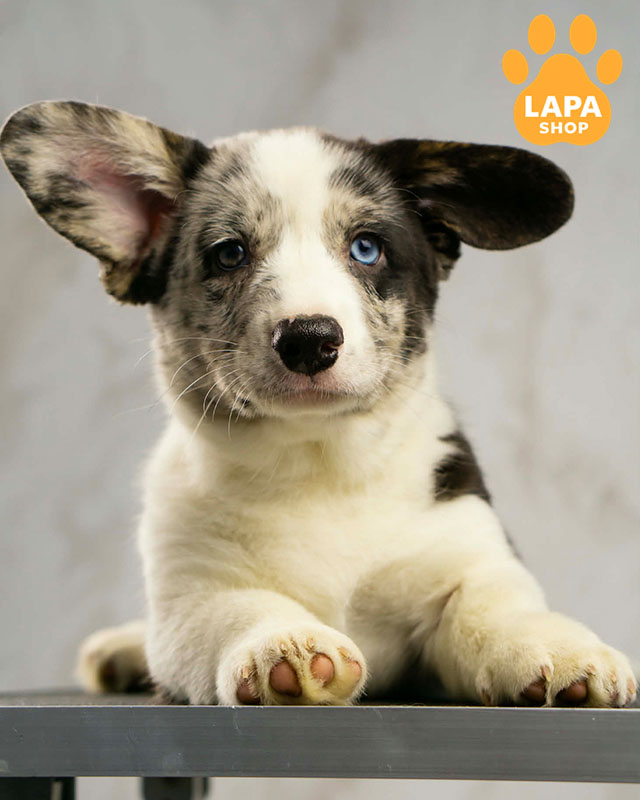 вельш корги кардиган