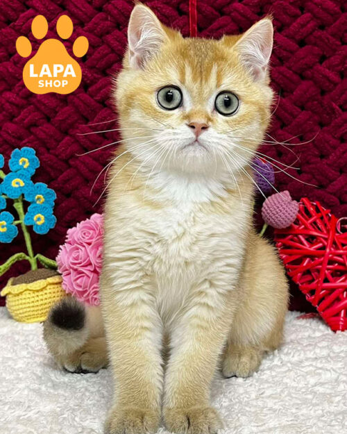 чорний золотий скотіш-страйт