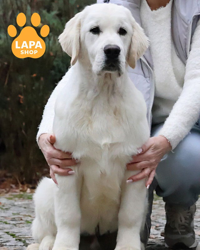 кремовый золотистый ретривер