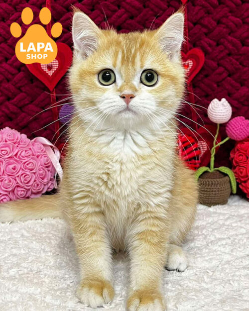 чорний золотий скотіш-страйт