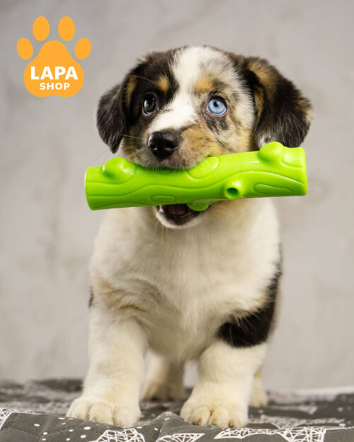 вельш корги кардиган окраски блю мерл