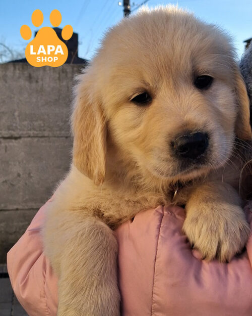 рудий золотистий ретривер