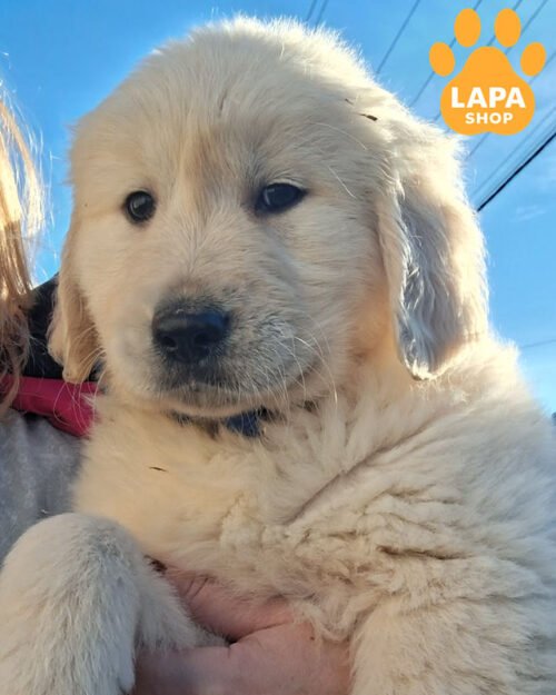 рудий золотистий ретривер