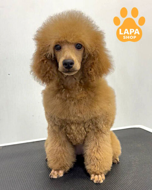 красный пудель миниатюрный