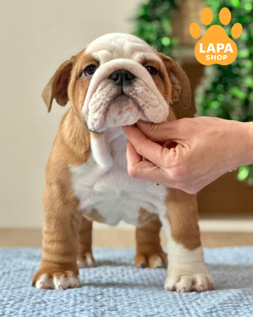 рыже-белый английский бульдог