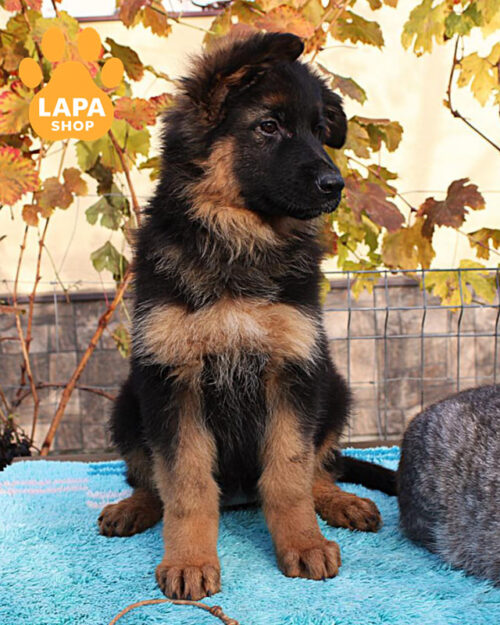 чепрачная немецкая овчарка длинношерстная