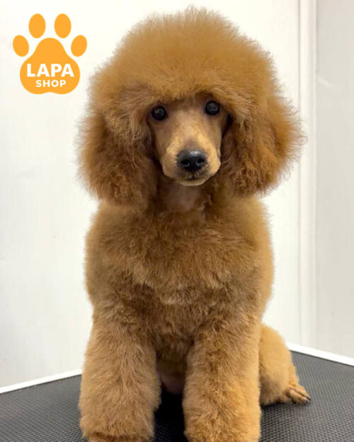 червоний пудель мініатюрний