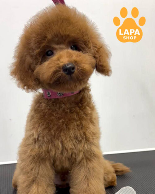 красный той пудель