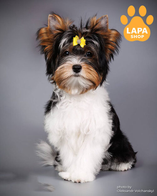 триколорний бівер йоркширський тер'єр