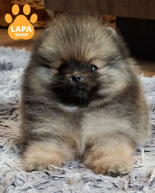 померанський шпіц соболиного забарвлення