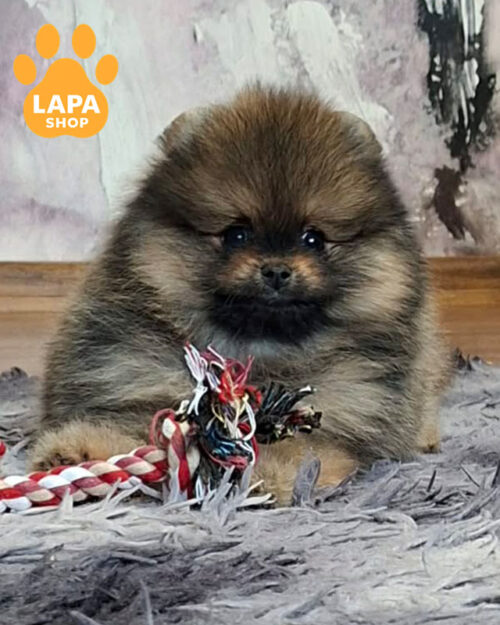 померанський шпіц соболиного забарвлення