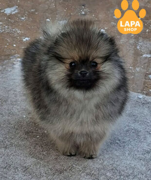 кремово соболиний померанський шпіц