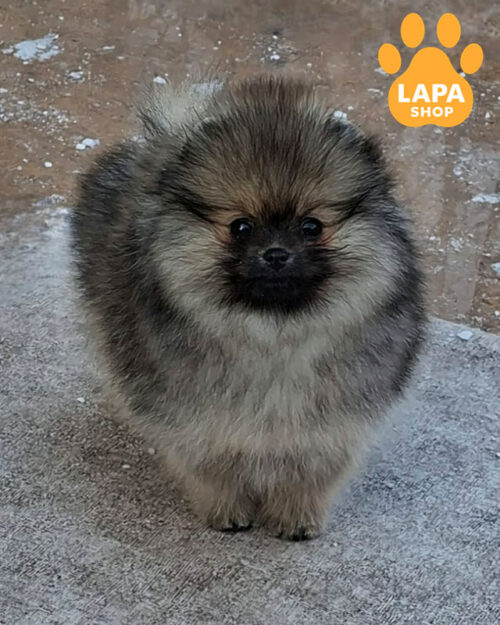 кремово соболиний померанський шпіц